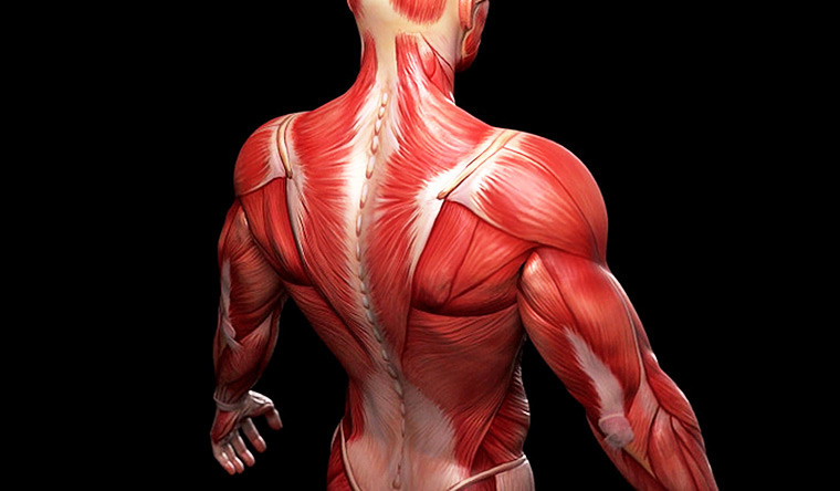 Быстрые мышечные волокна — все, что необходимо знать