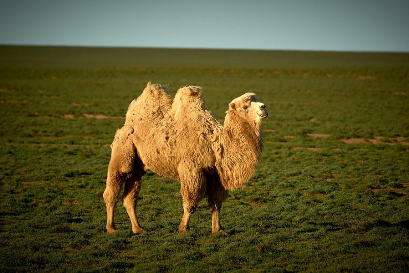 Первые победы сезона: итоги первого внедорожного марафона в Калмыкии